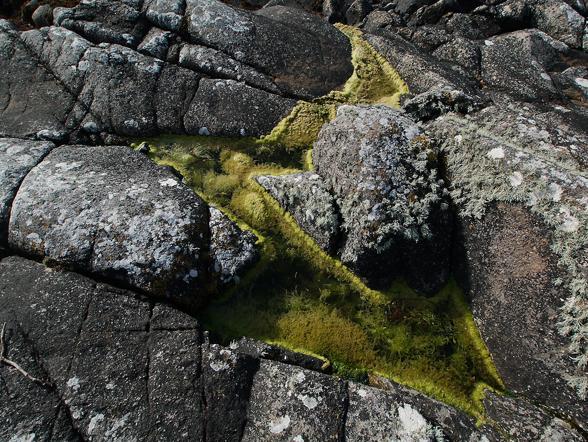 Moss, Rocks