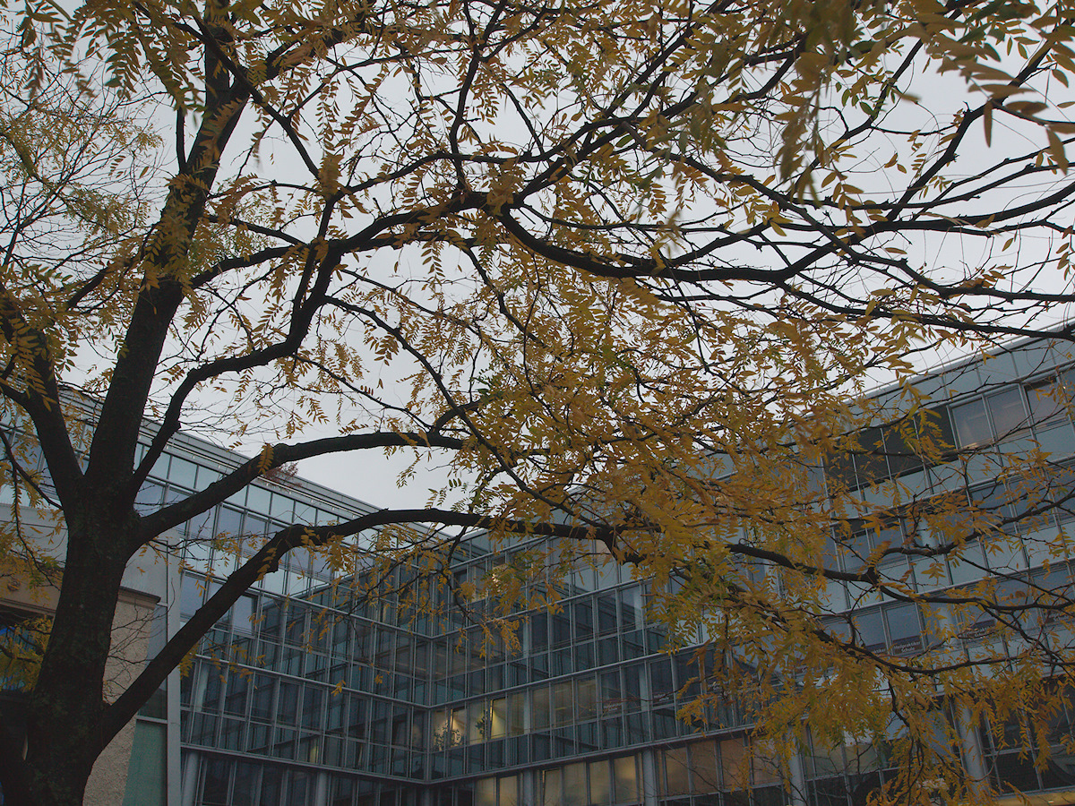 Leaves Under A Leaden Sky