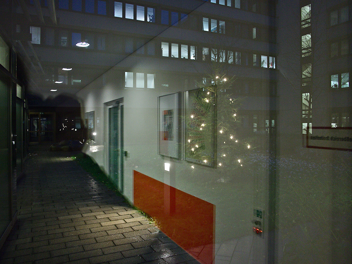 Backyard Christmas Tree