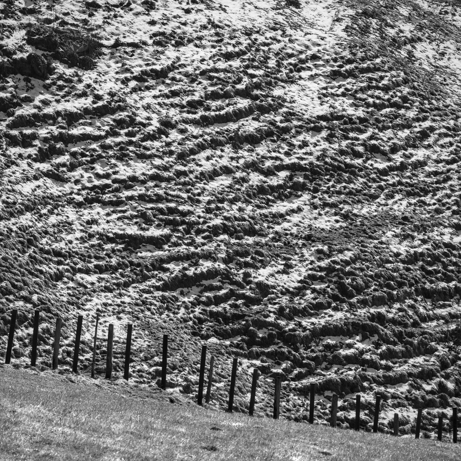 Beef Footprints and Fence