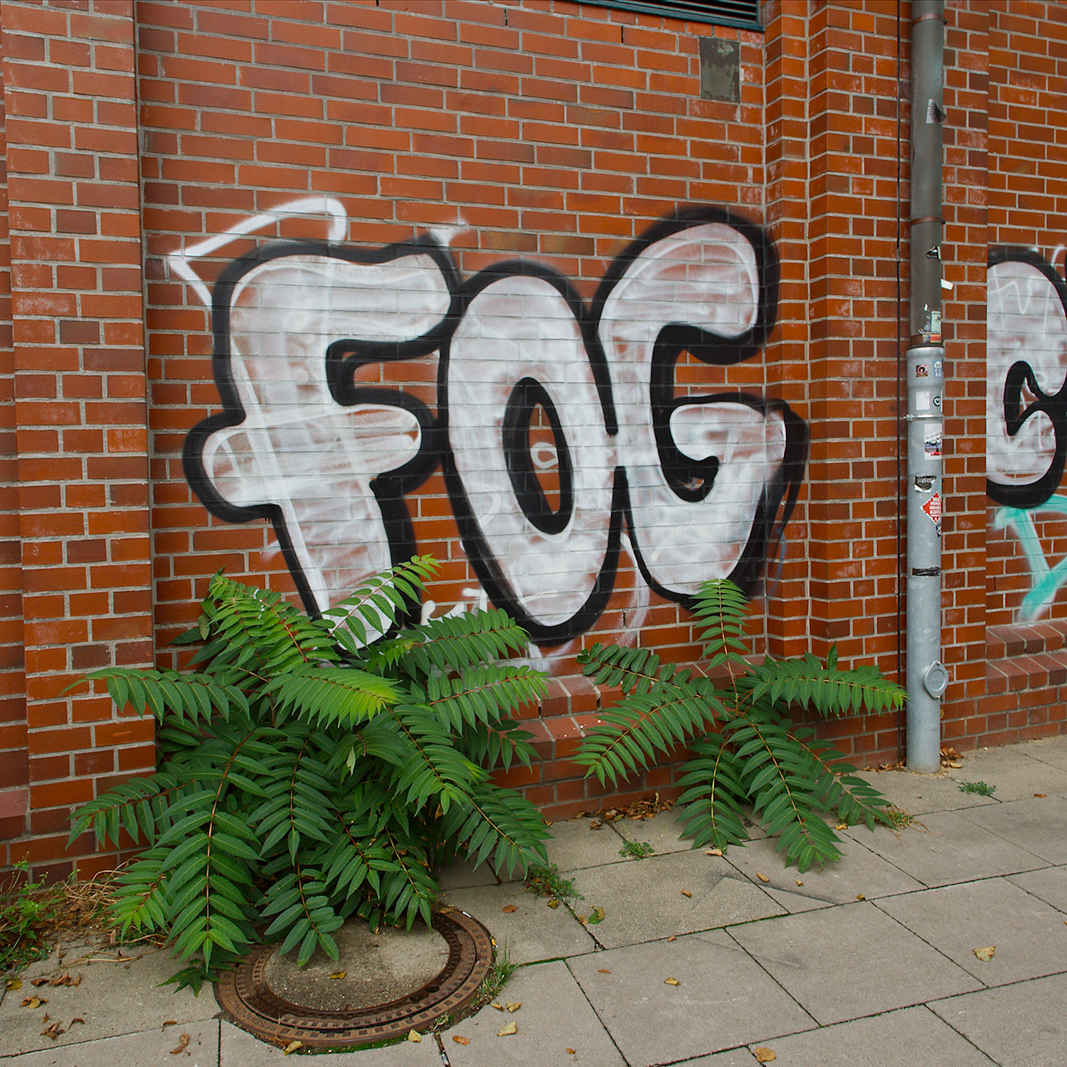 FOG
