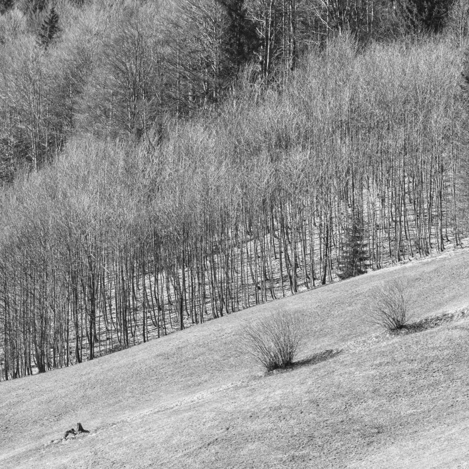 Slope and young Forest