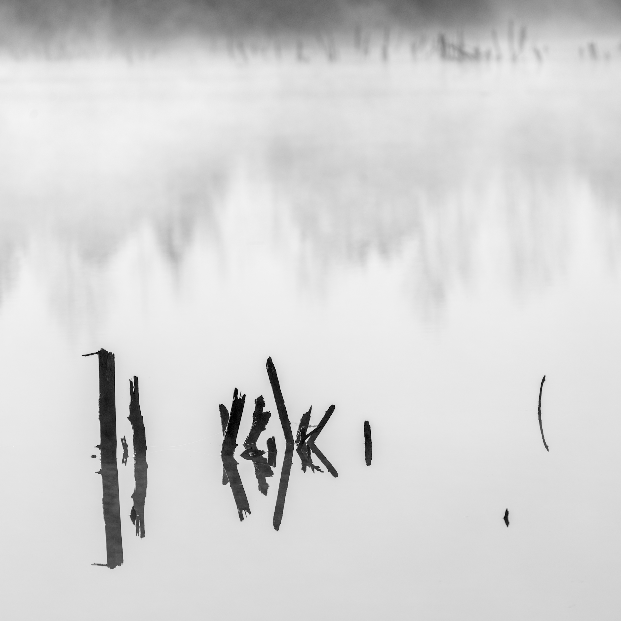 Stump Silhouettes in Fog