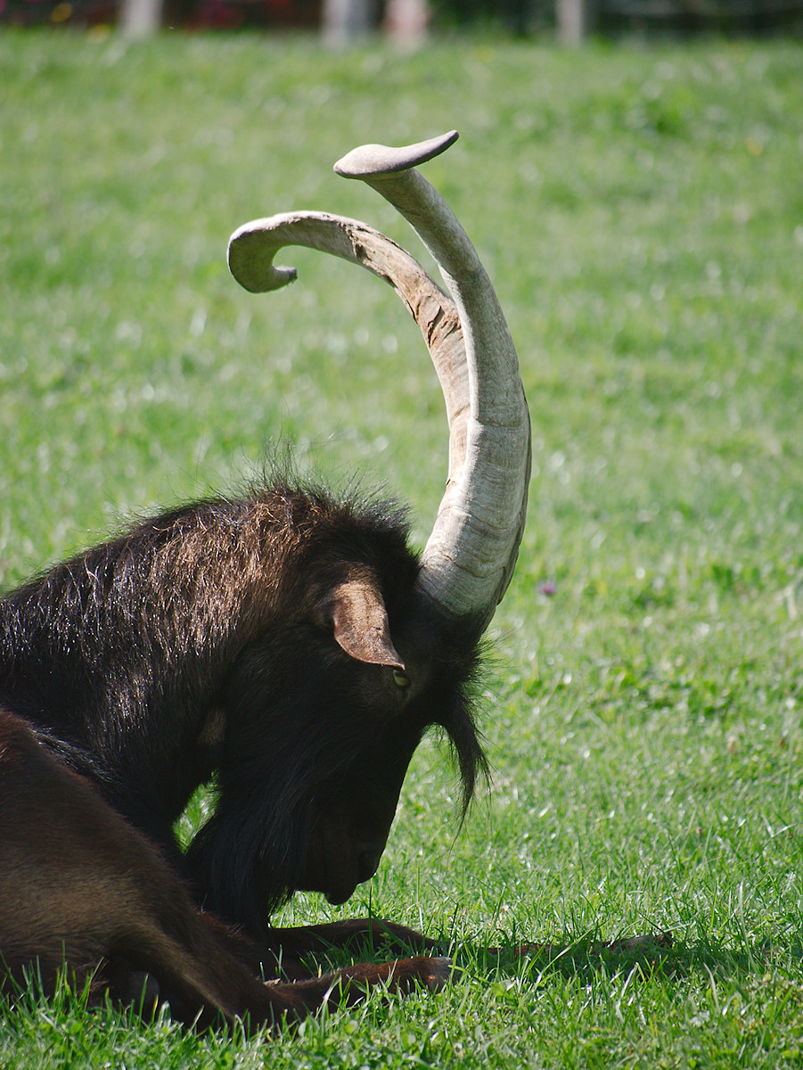 The Billy-Goat as Gardener – Scott Pruitt is designated E.P.A. head