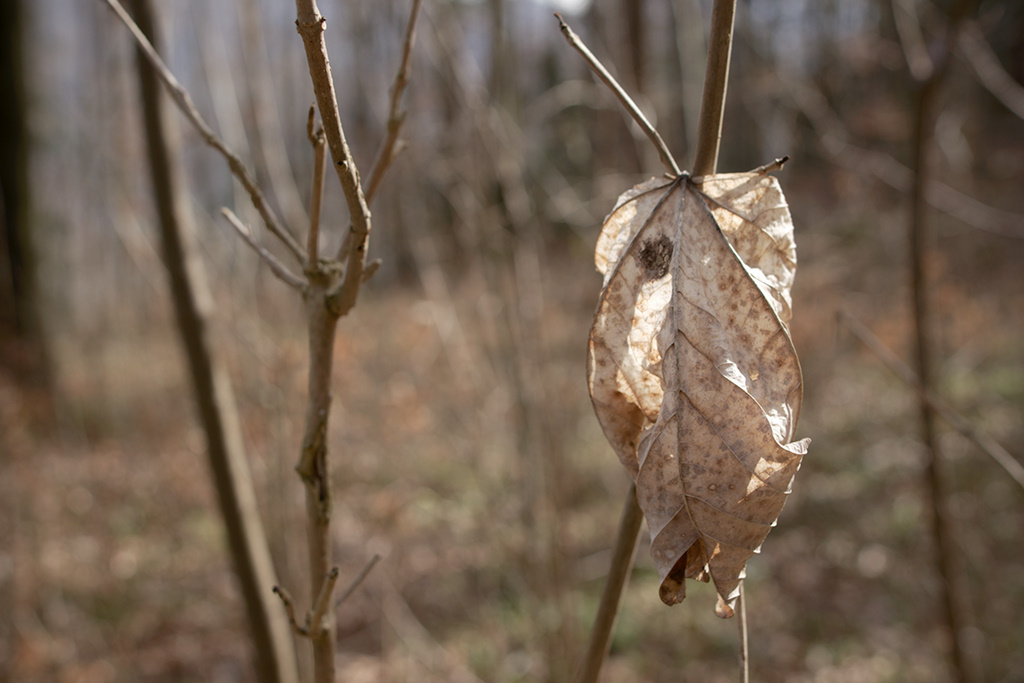 Dry Leaf