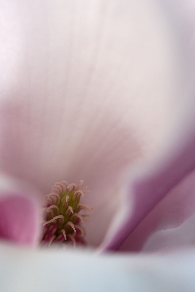 Facing the Inevitable: Magnolias of Spring