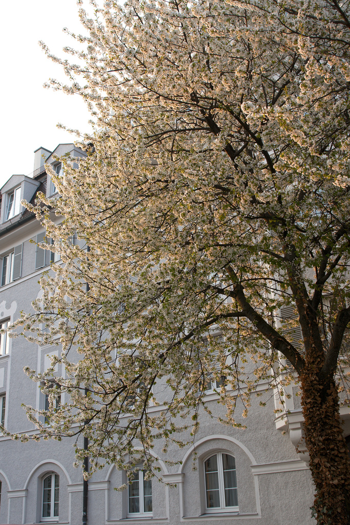 Spring in the City III