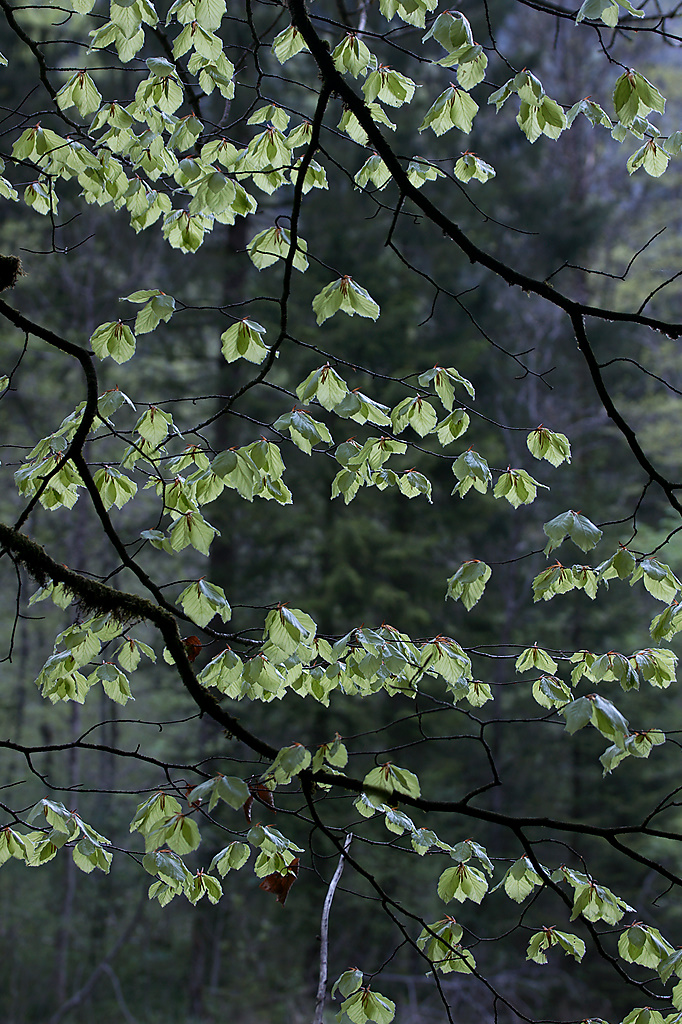 Spellbound Forest III