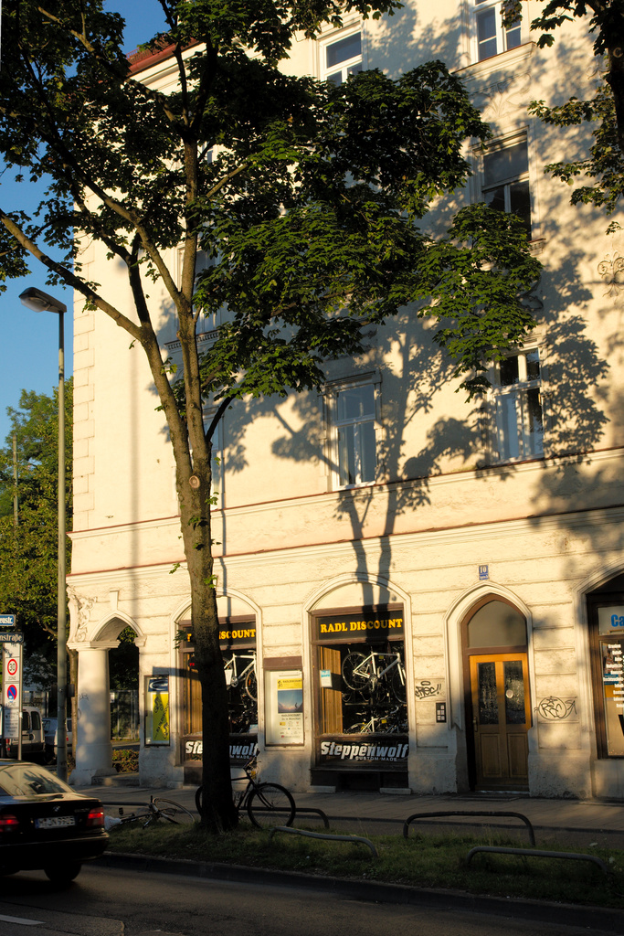 (Tree) Shadows On The Wall