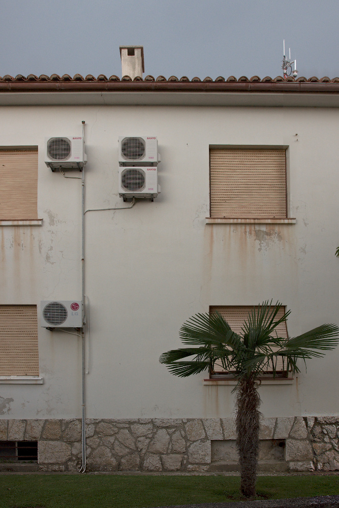 Palm Tree and Creeper