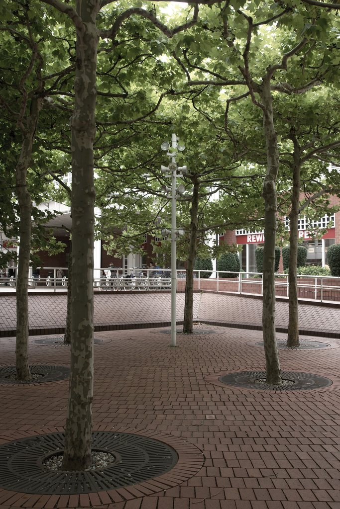 A Tree of a Different Kind