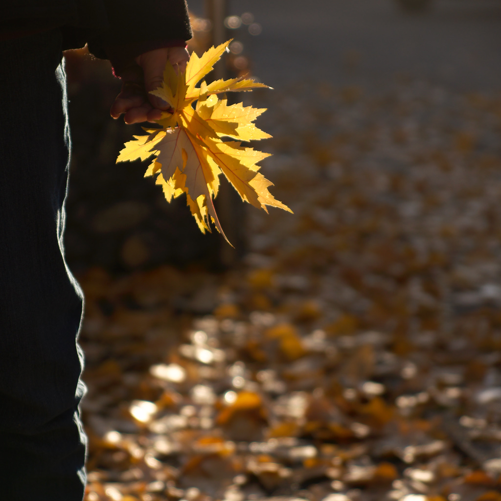 Autumn’s Offerings