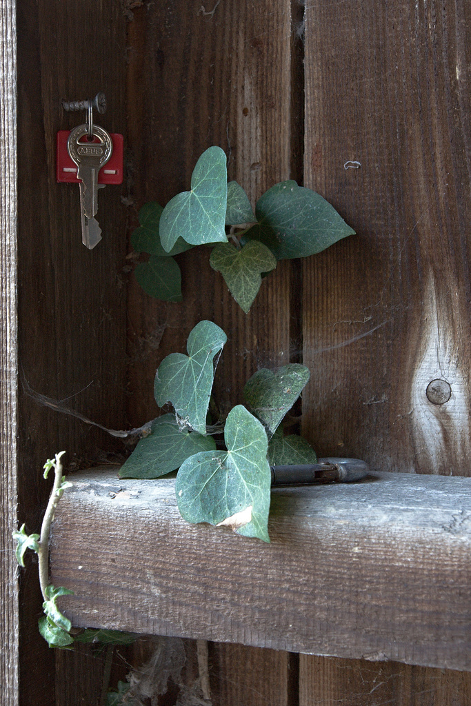 Keys and Ivy