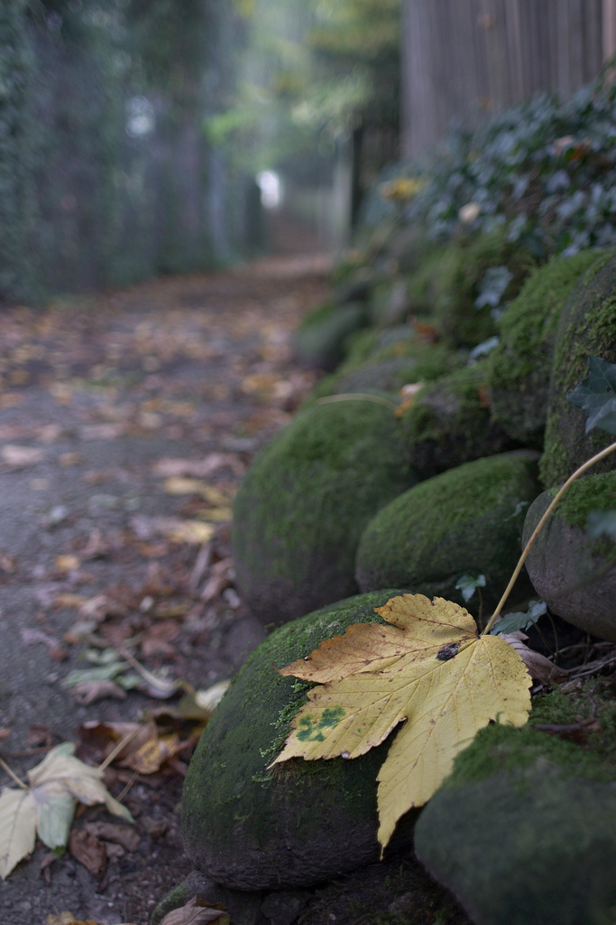 Yellow Leaf, Mallows