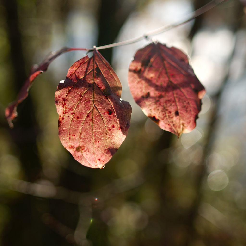 Backlighted Leaves