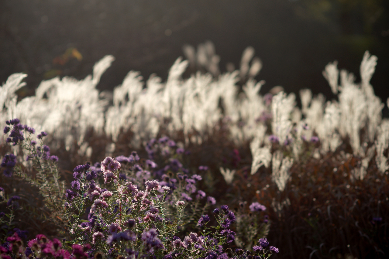 Last Flowers, Last Light