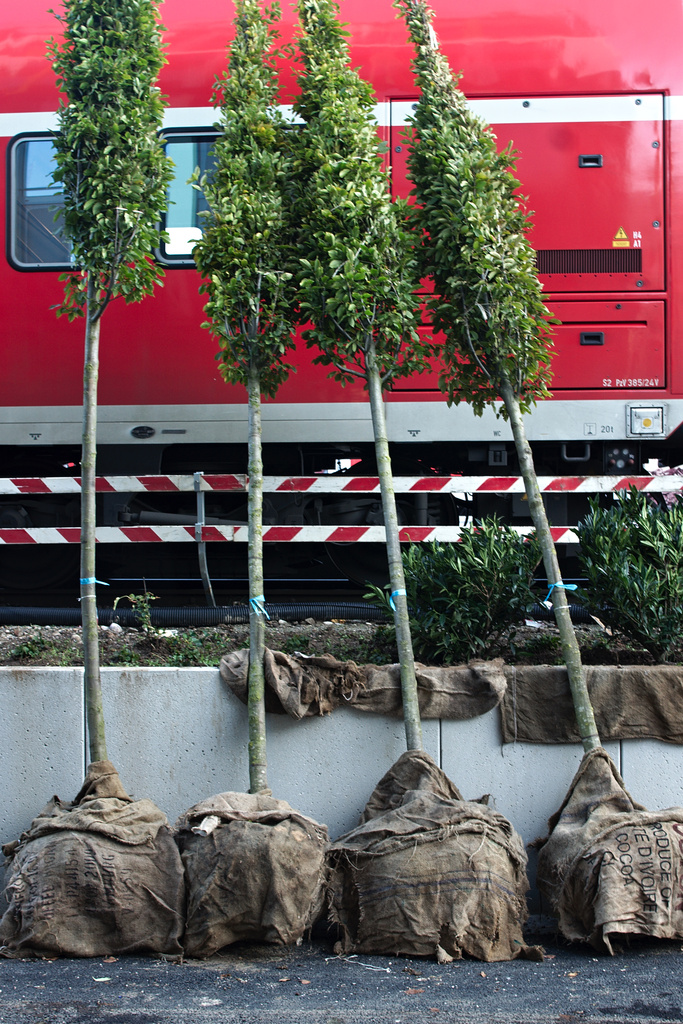 From Côte d’Ivoire