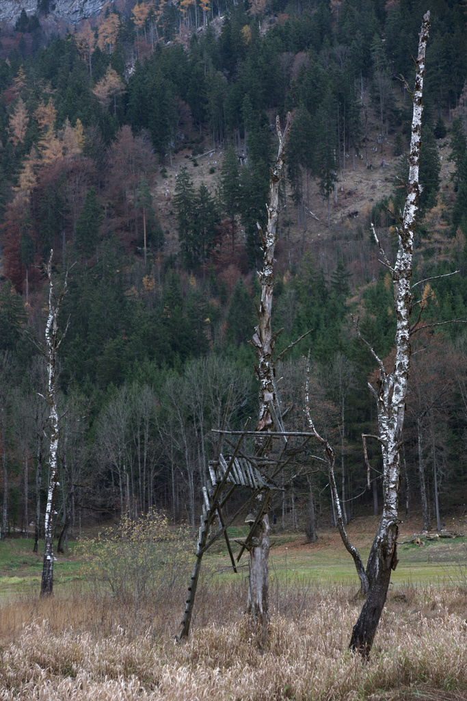 Hunting Stand, Birches