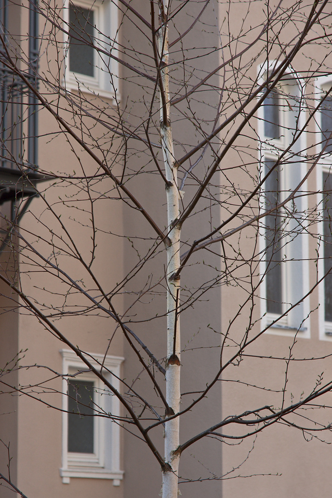 City Tree II