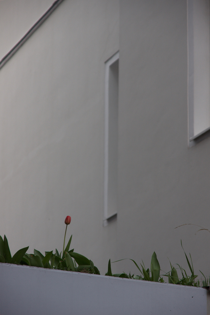 Urban Tulip