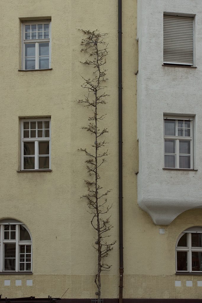 Brecht And The Latched City Tree