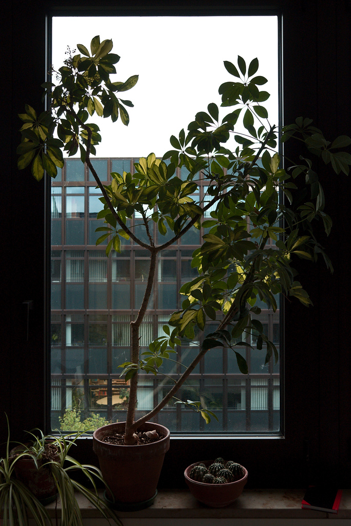 City Tree, Office Variety
