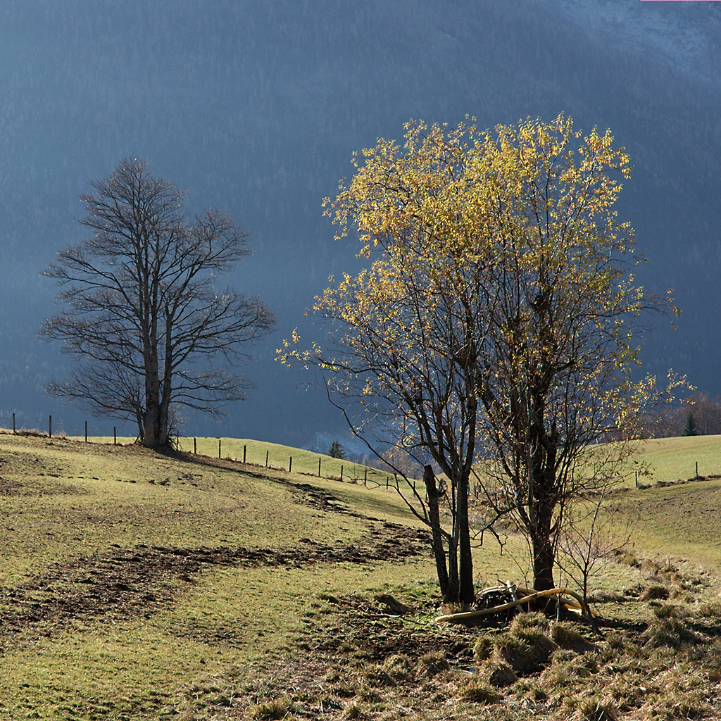 Leaves On A Willow, Pipe