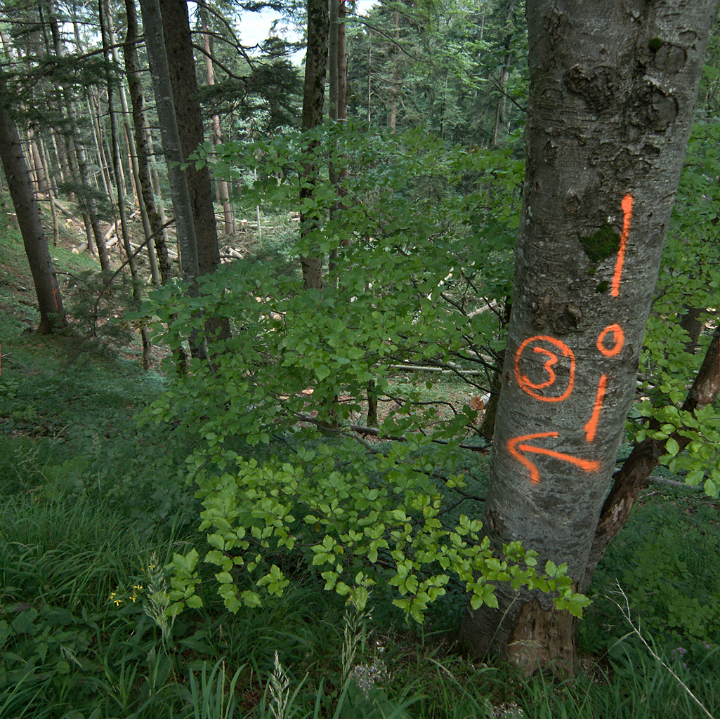 Wood Markings