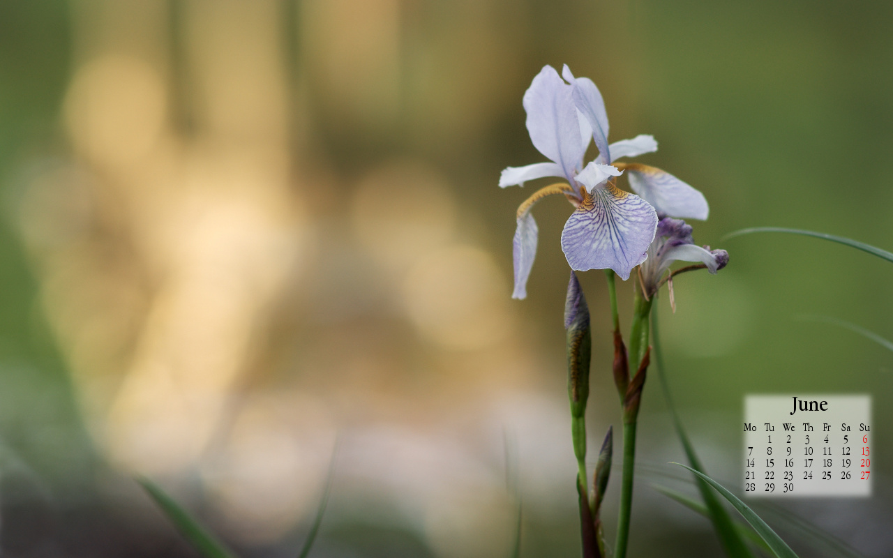 Late: June Wallpapers