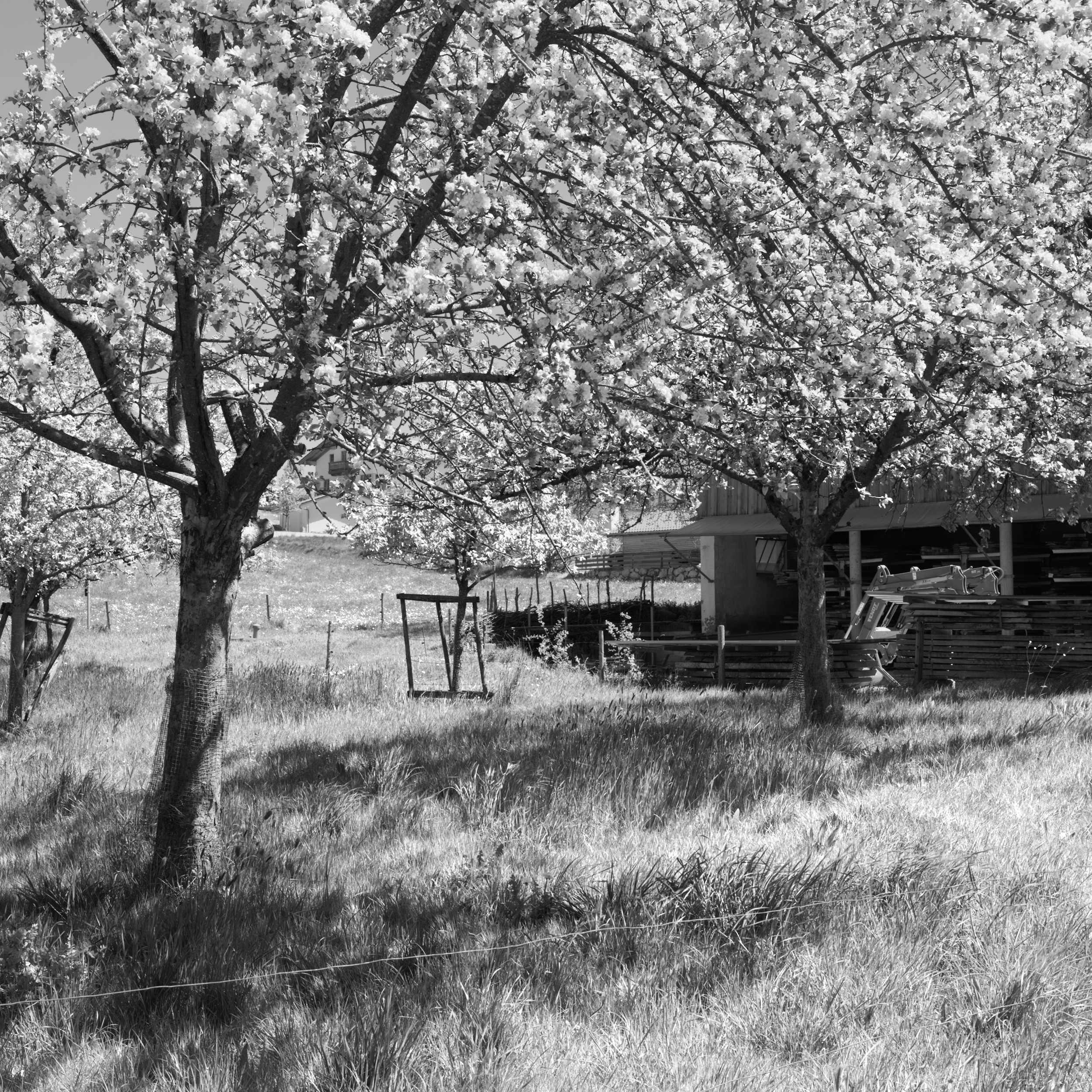 Apple Trees in Bernhaupten