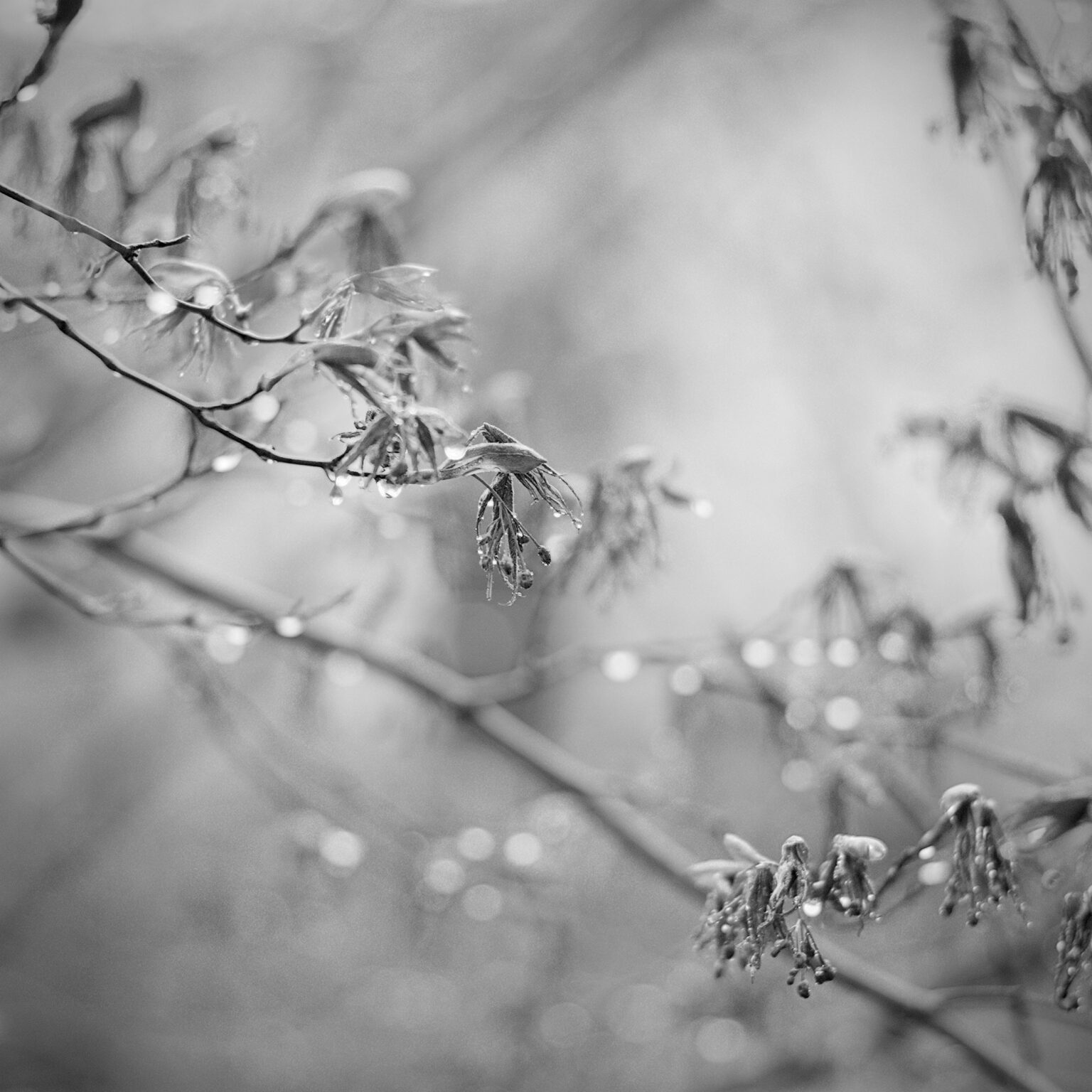 Maple Shoots in Spring Rain