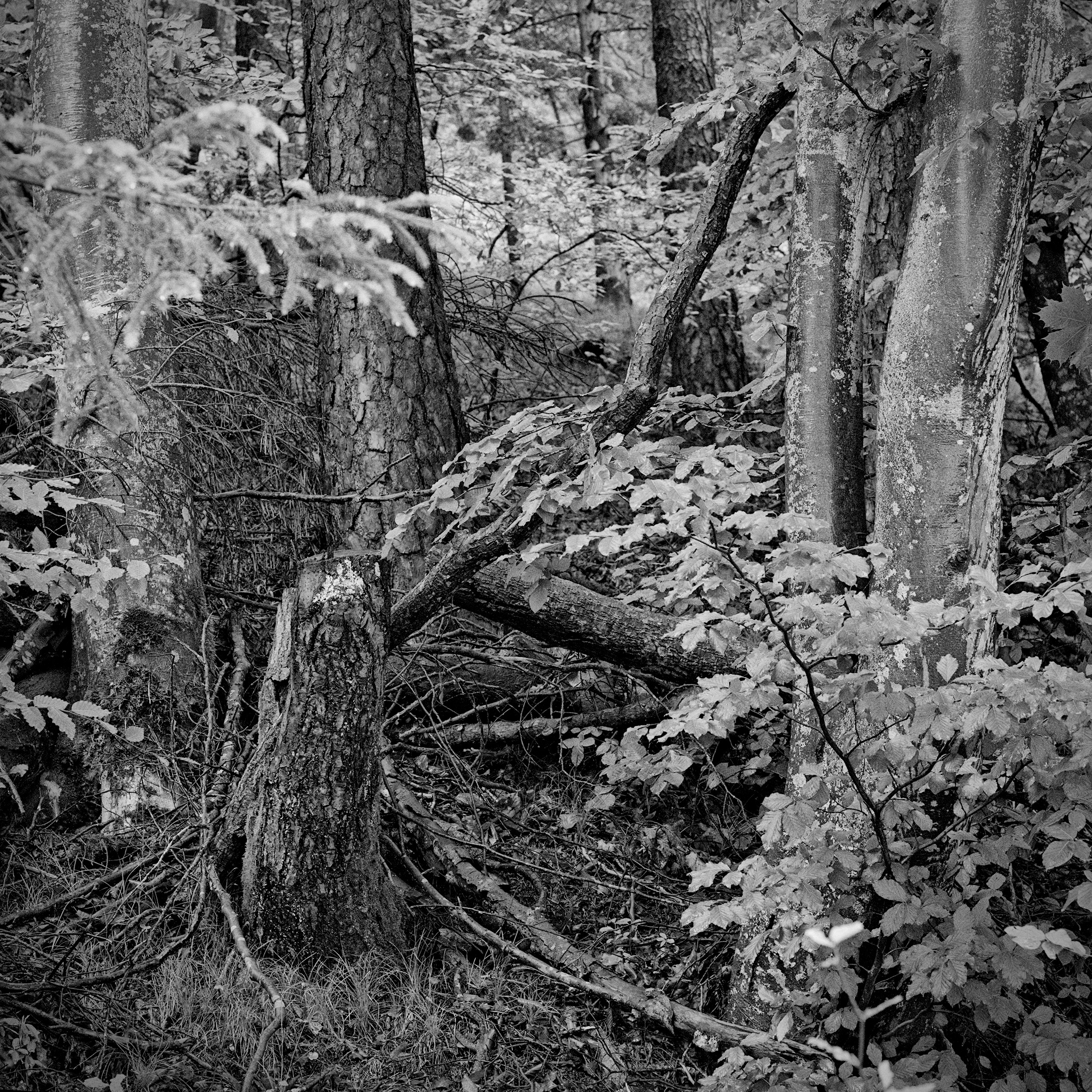 fir stump