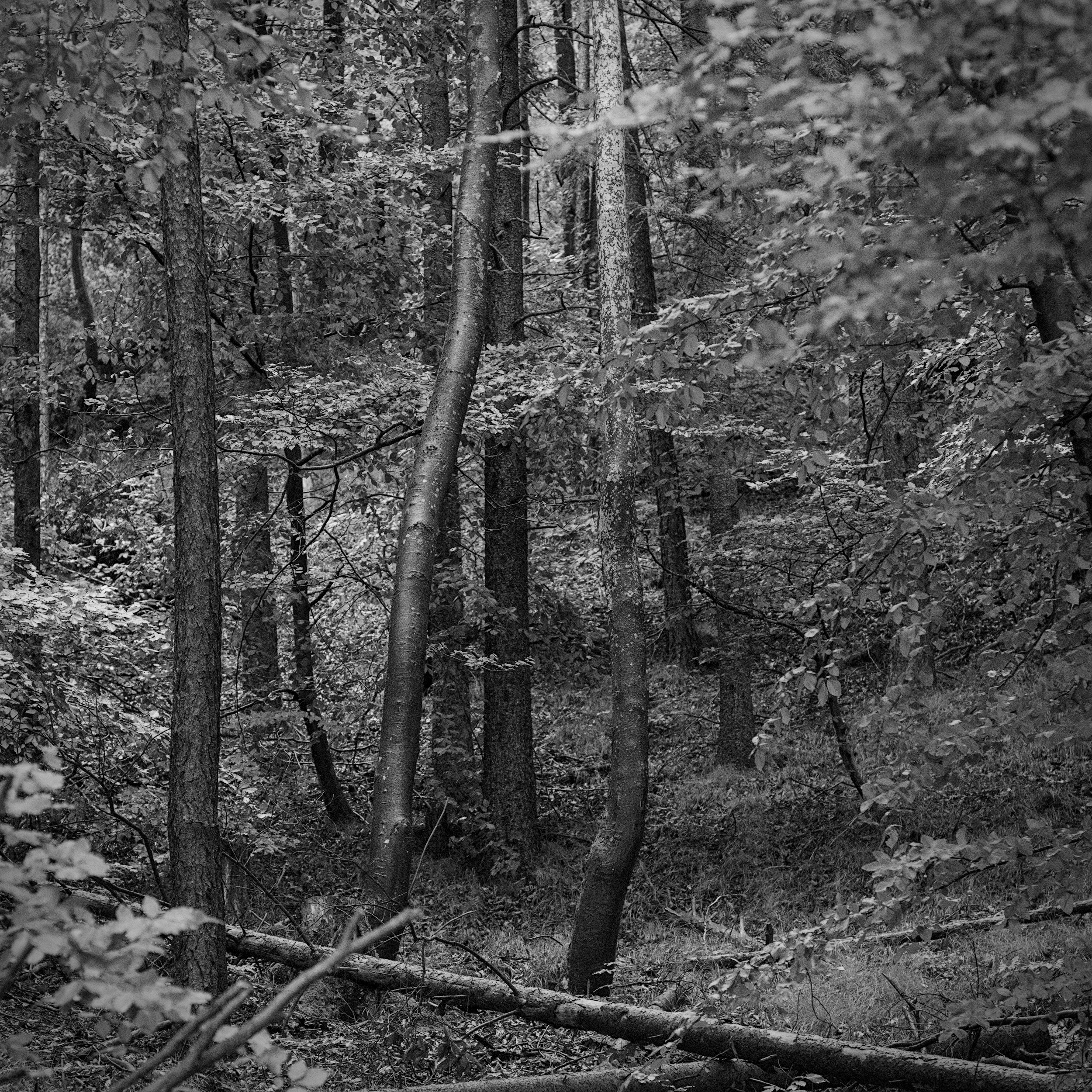 forest in rain