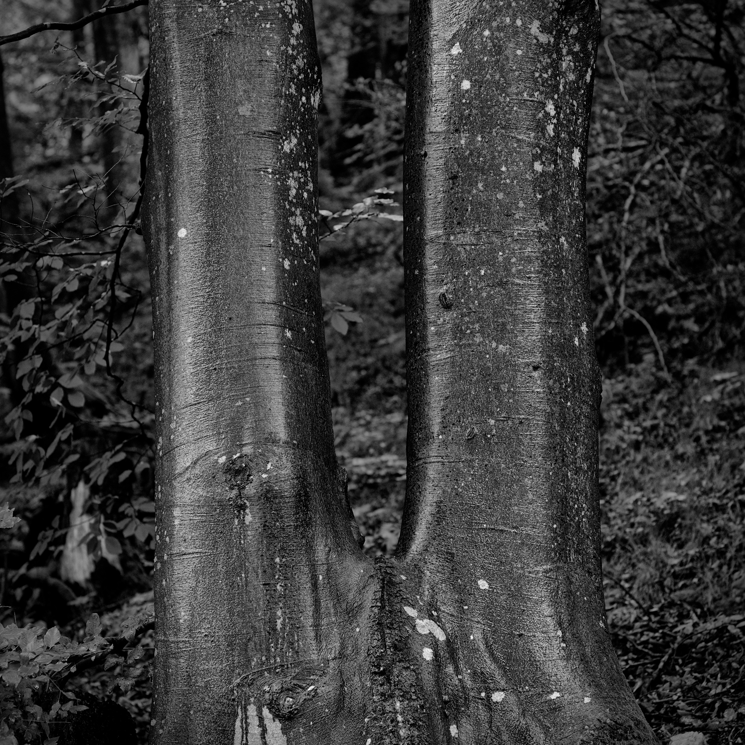 twin beech, massive