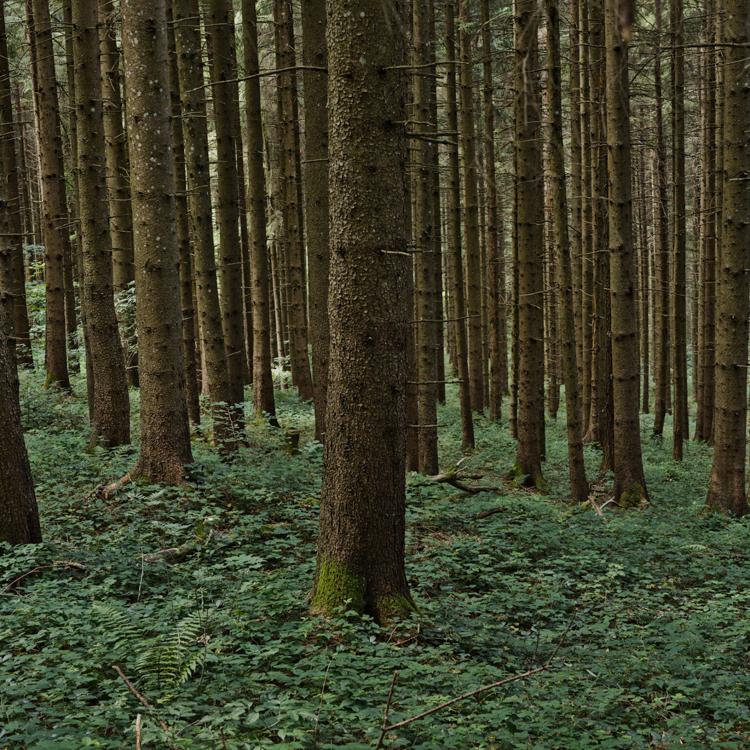 two types of forest