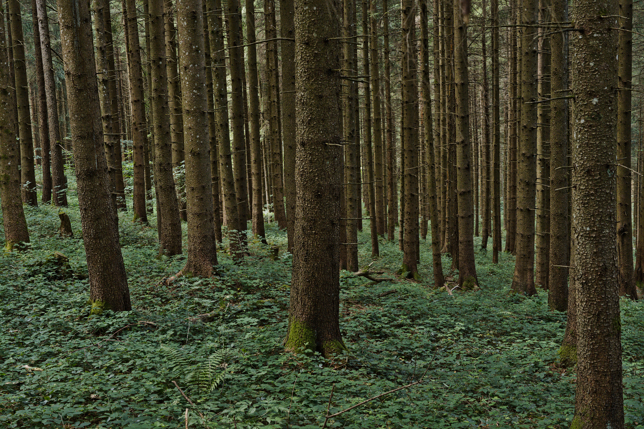 two types of forest