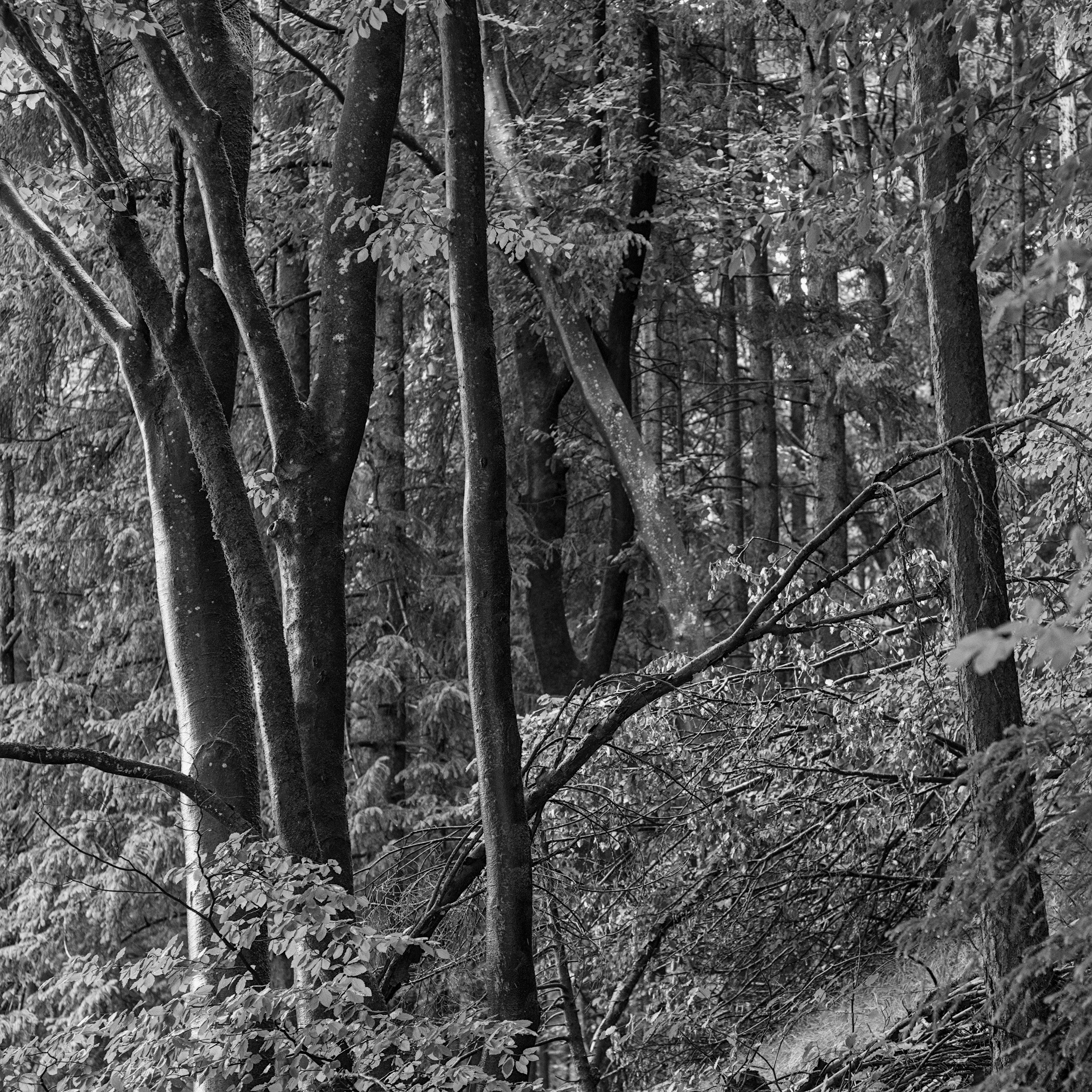 wet beeches