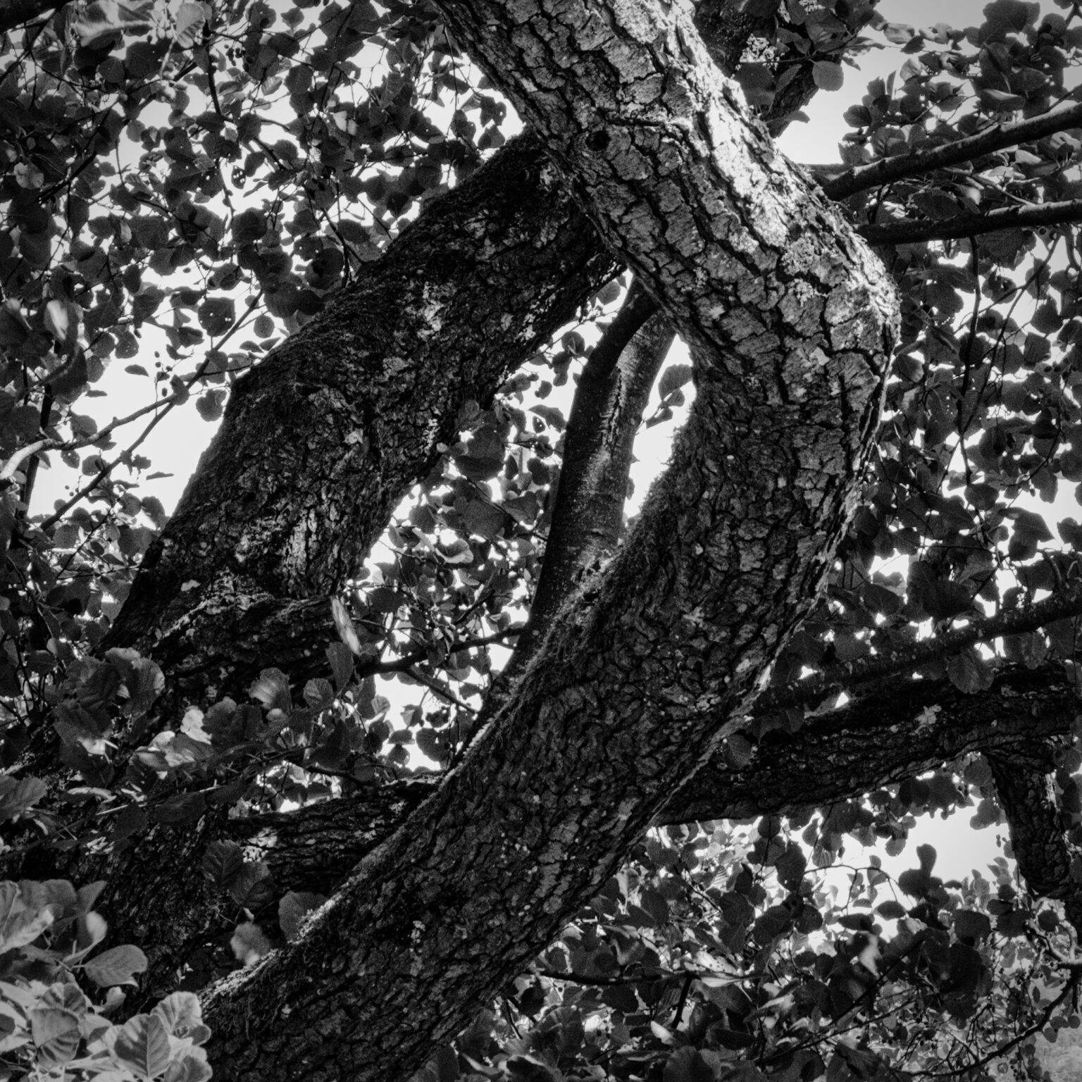 alder elbow