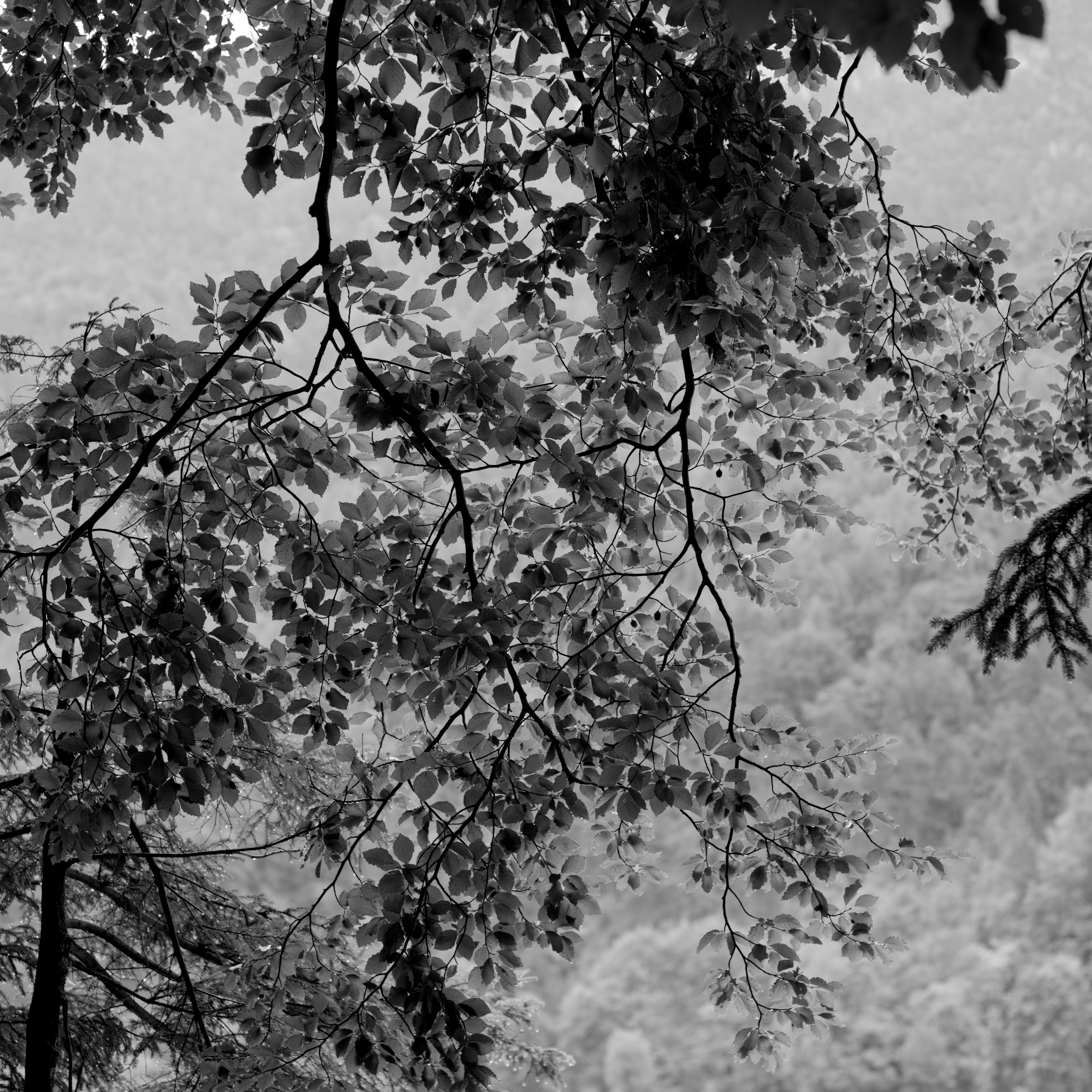 bright canopy