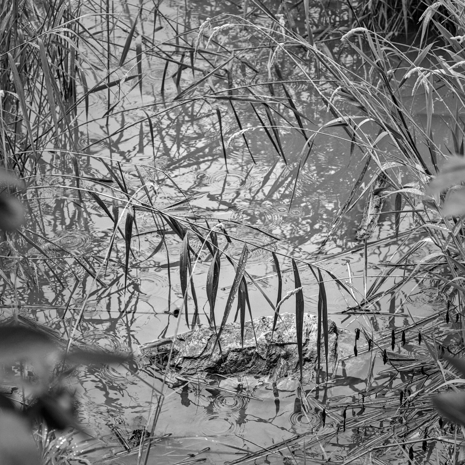 rain on reed