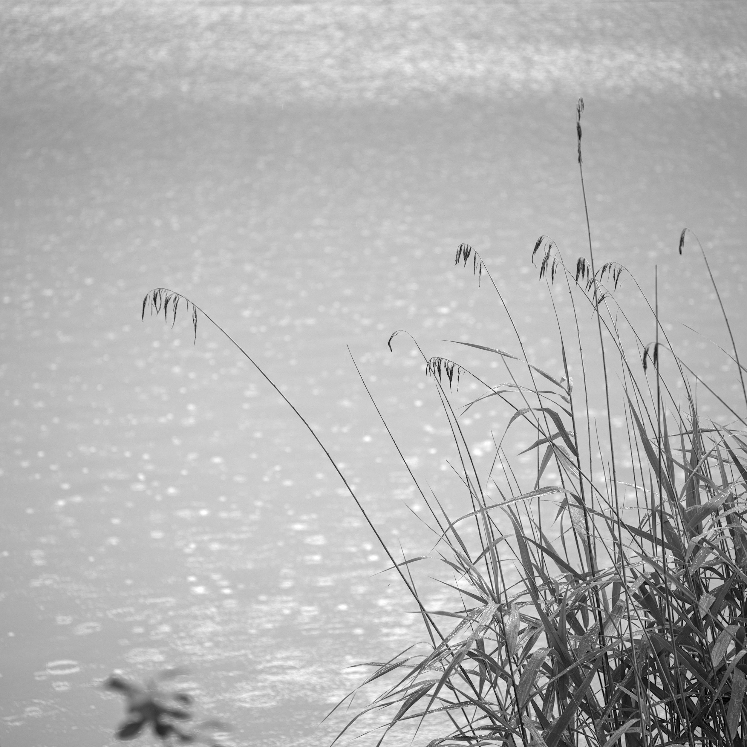 reed in rain