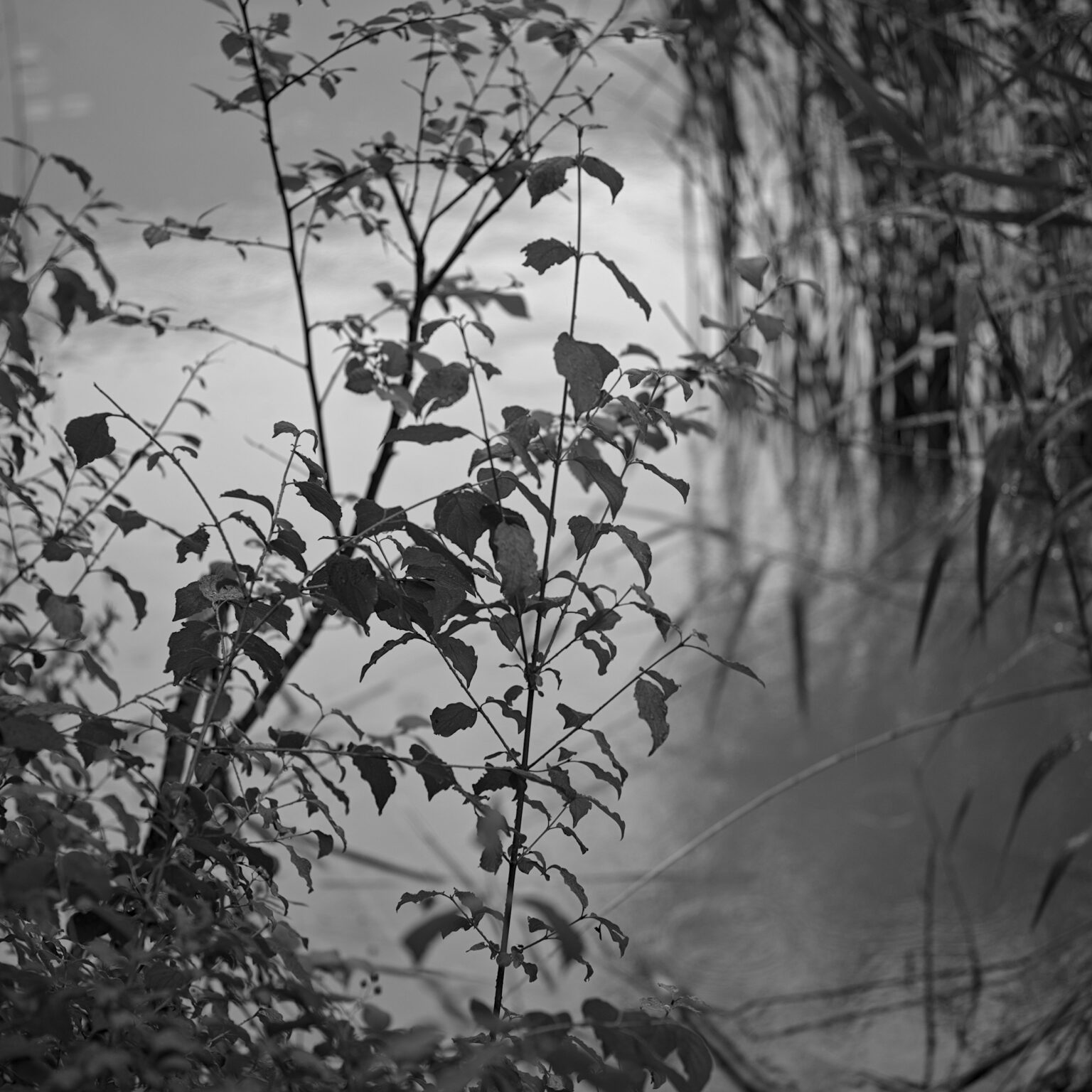 shoreline weeds