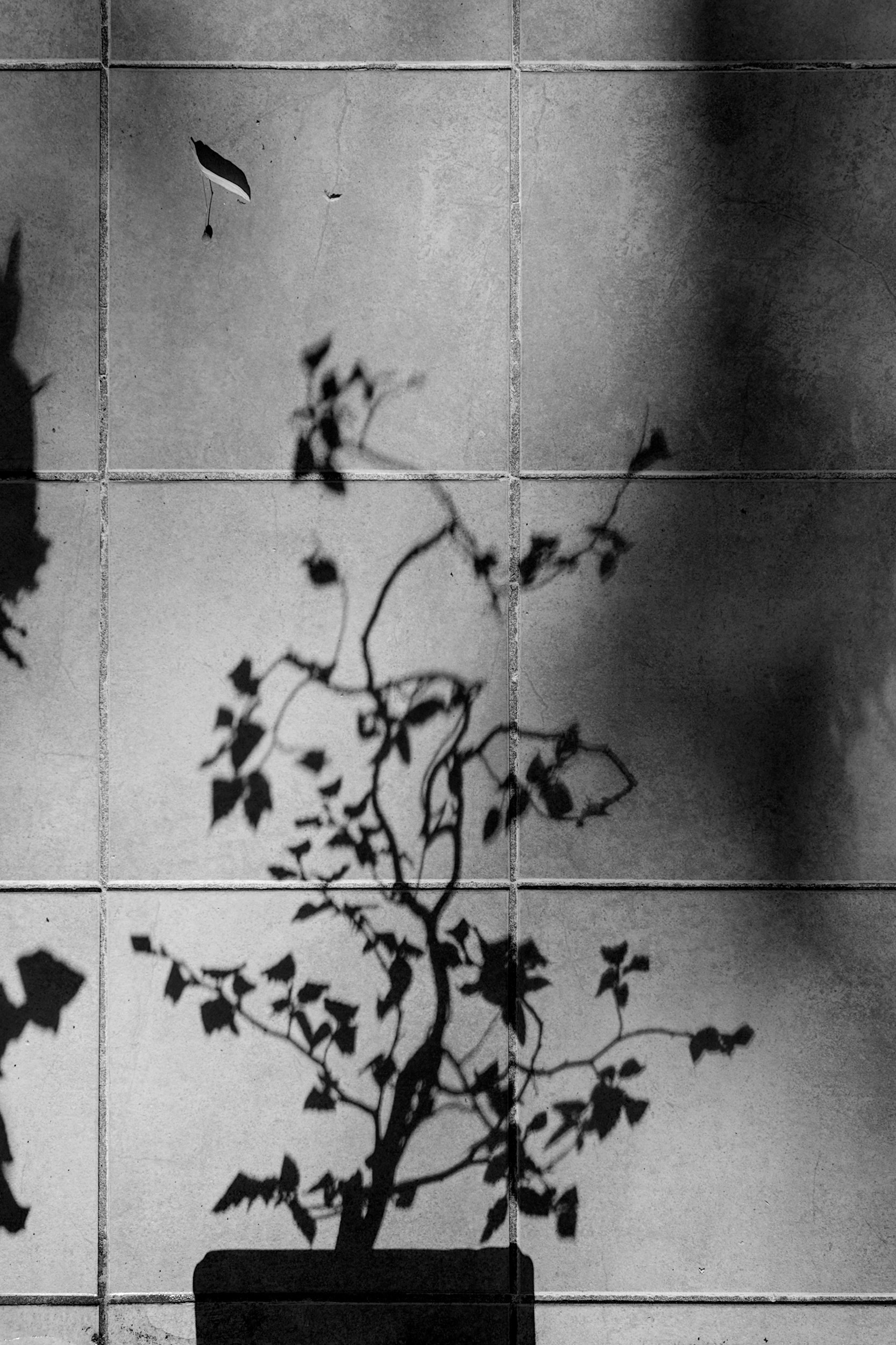 shadows on the porch