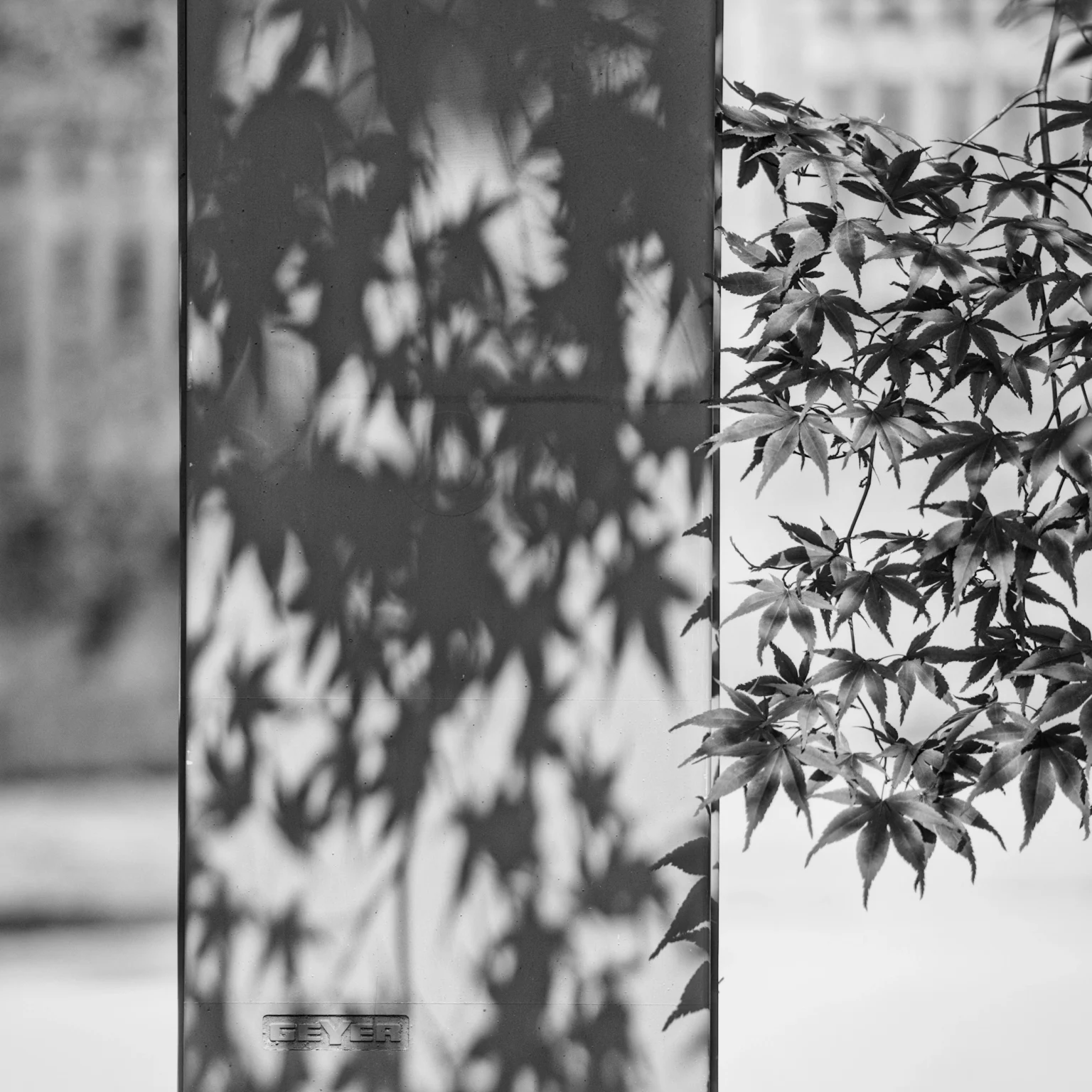 urban komorebi ii