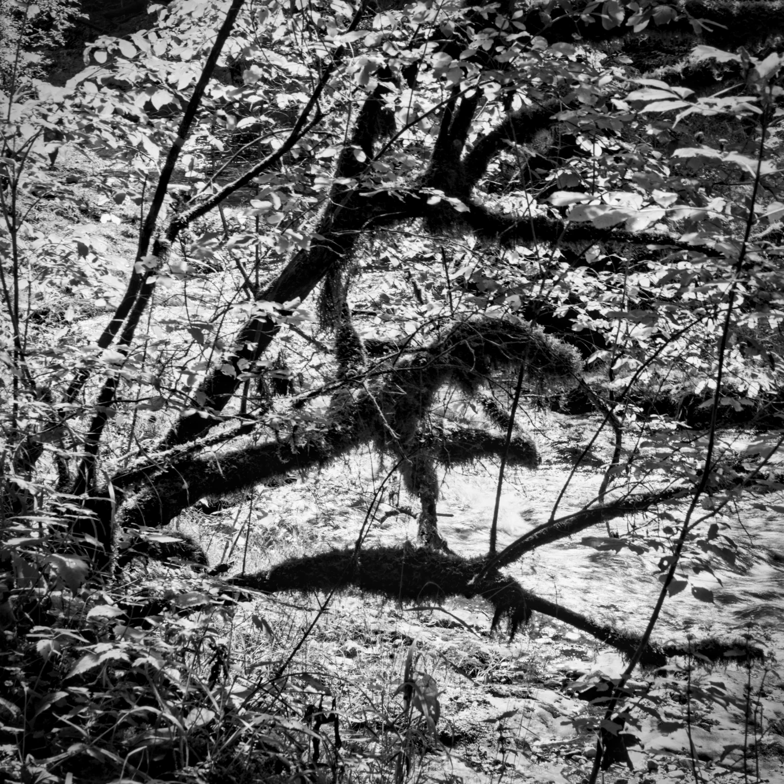 weissbachschlucht ix – mossy branches