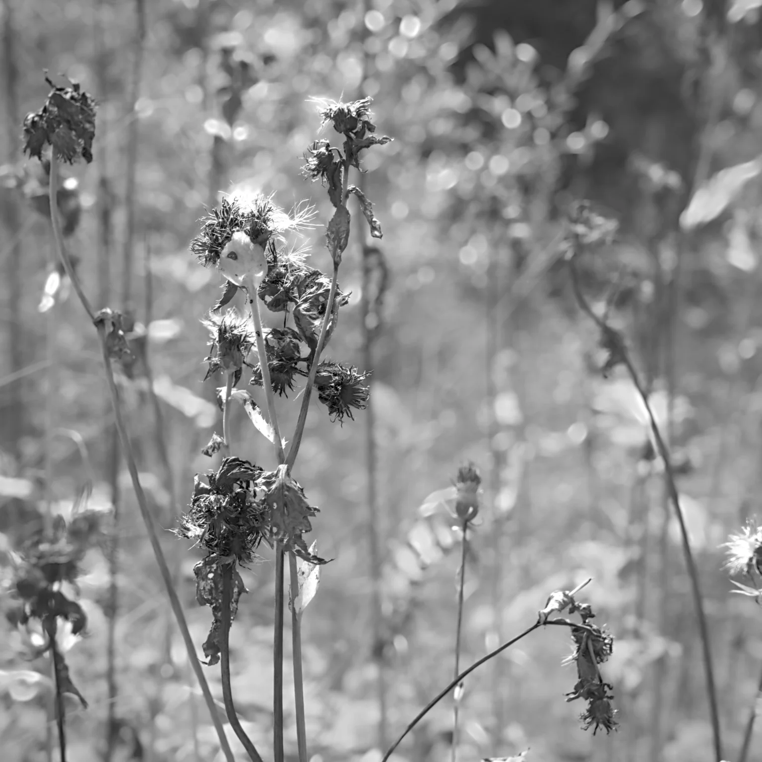 weissbachschlucht vii – fall thistles at noon