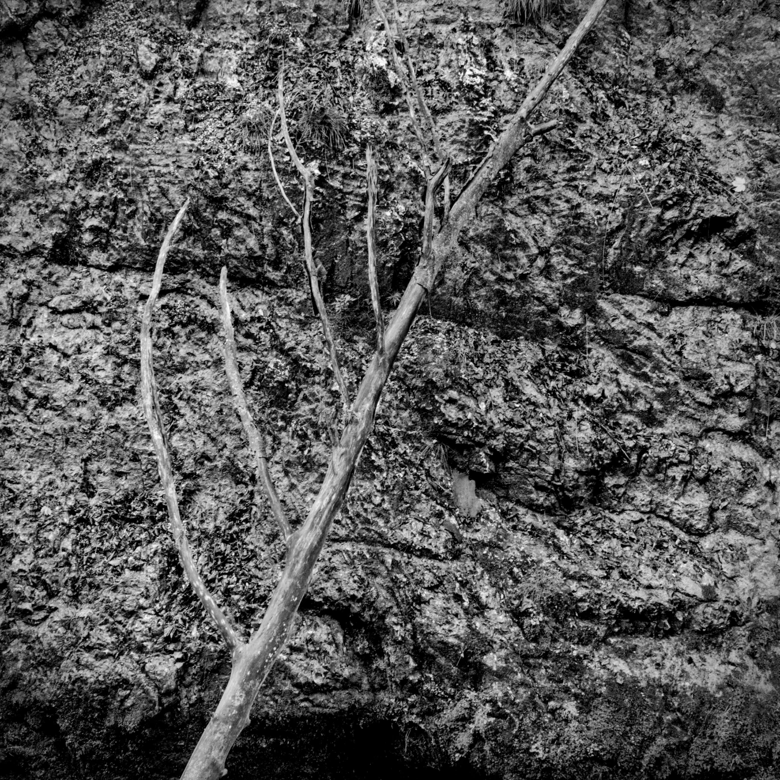weissbachschlucht x – tree skeleton