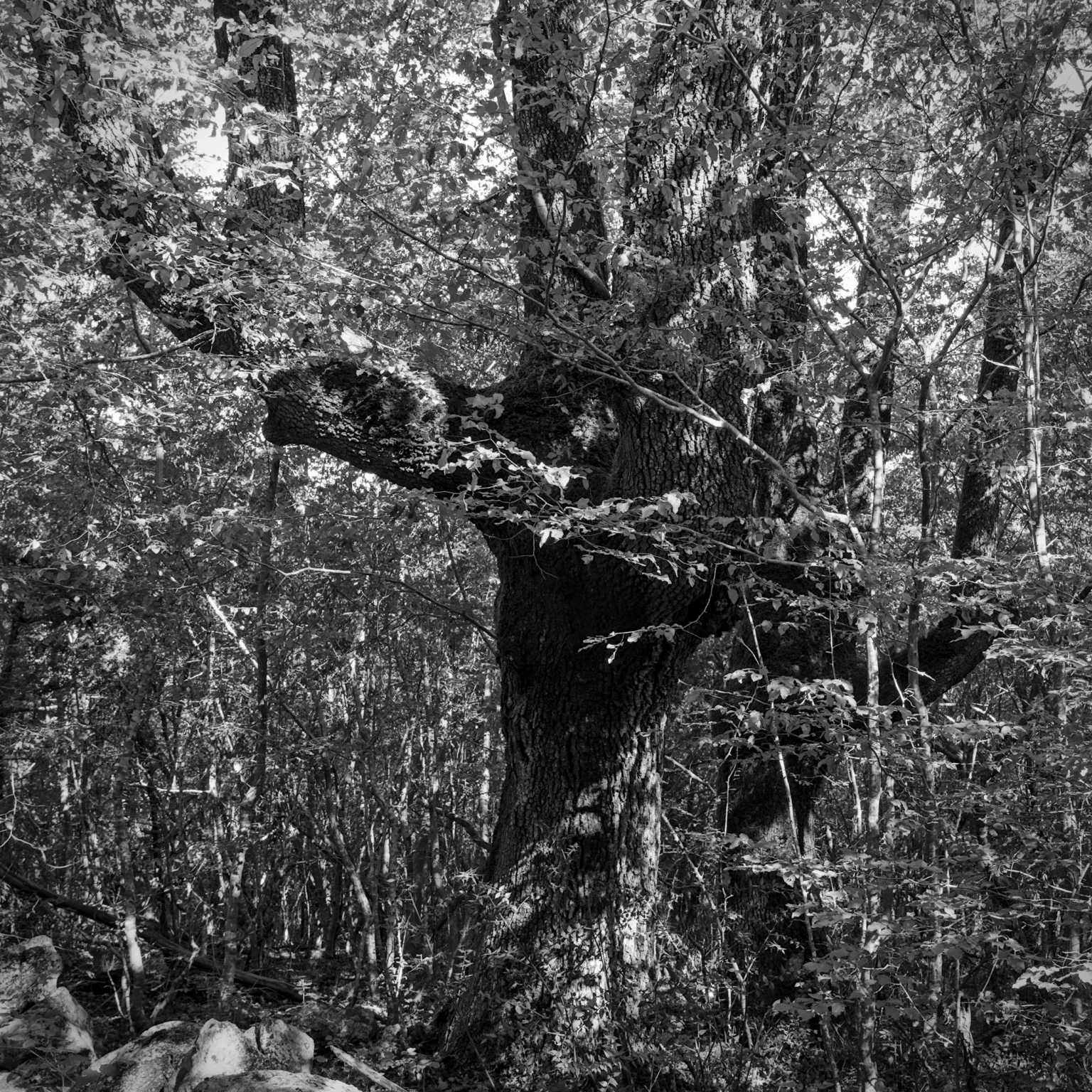 camouflaged oak