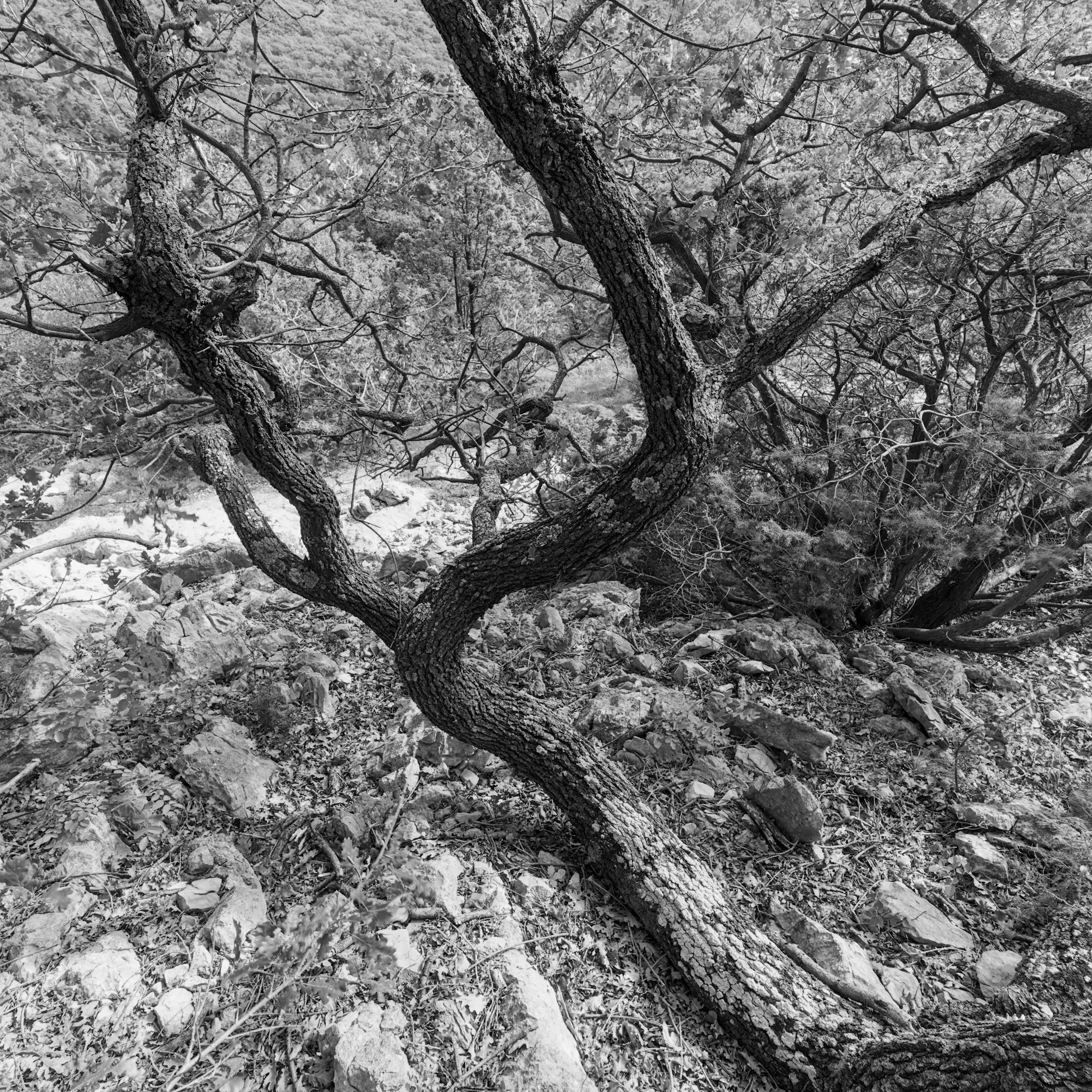 creeping oak