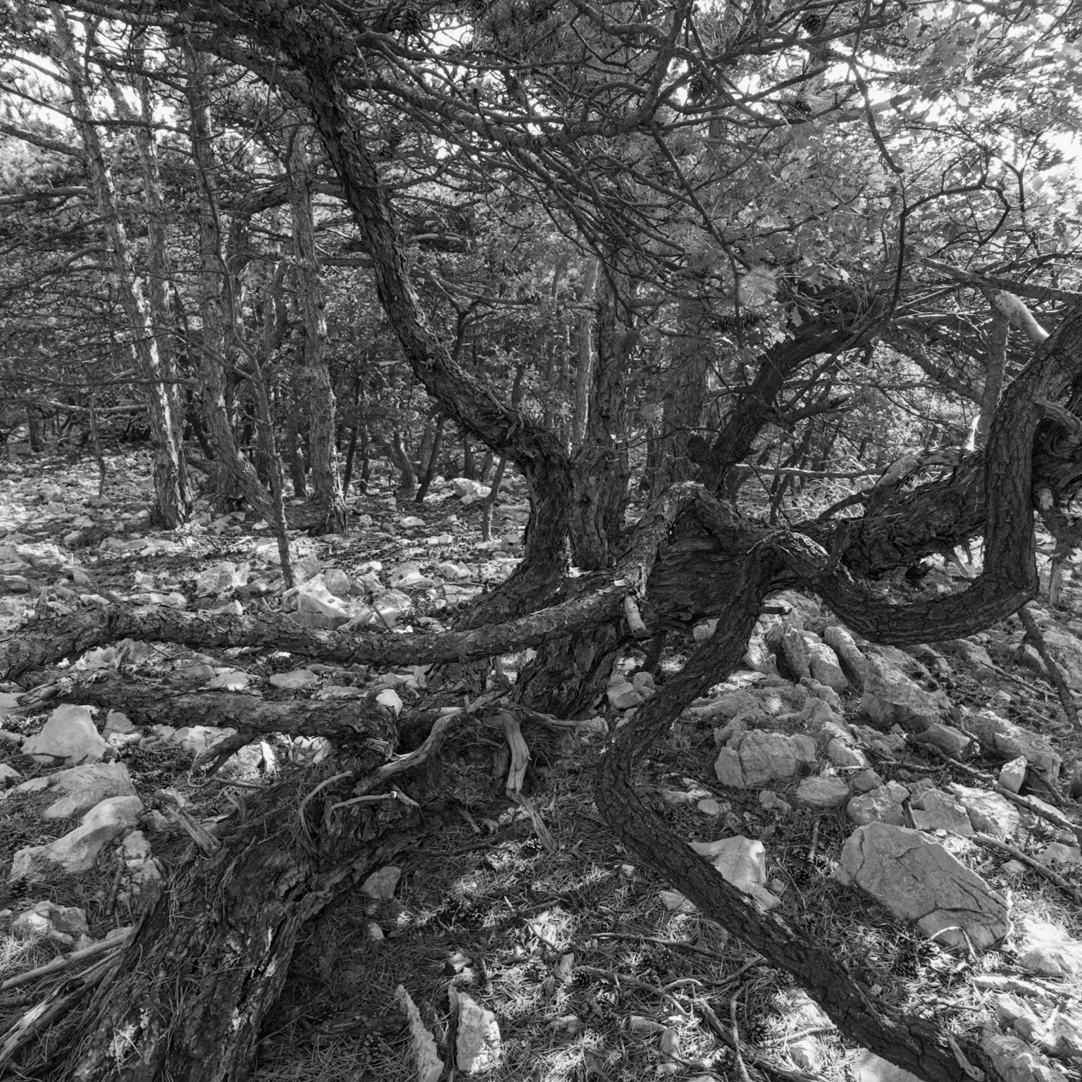 creeping pine